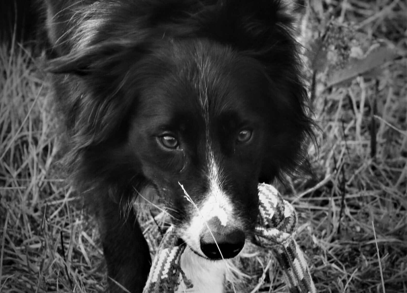 Mon chien fait de la protection de ressource sur son jouet ! Dog